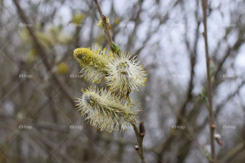 Spring Blossum