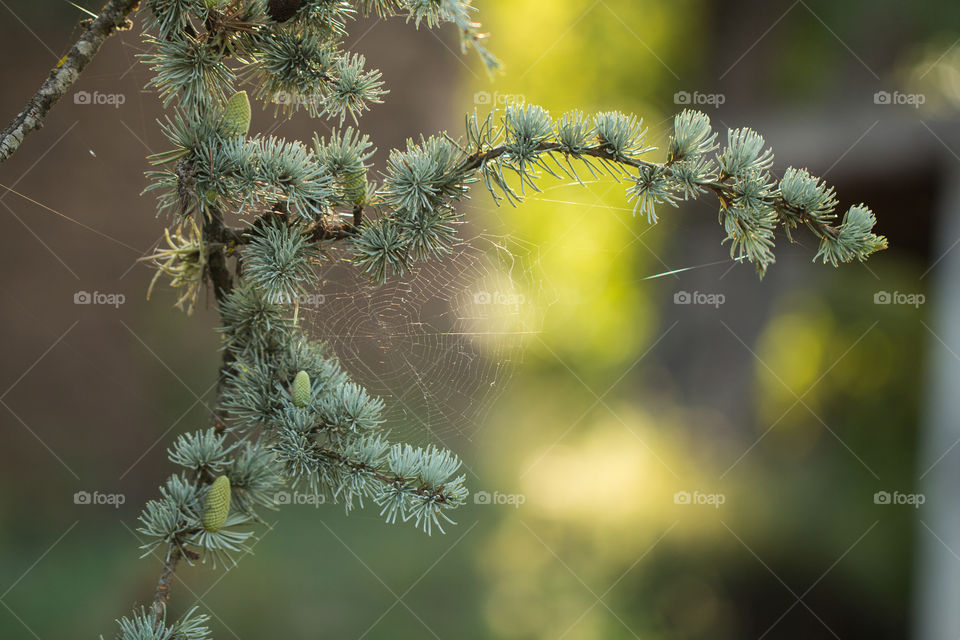 Blue cedar with cobwebs