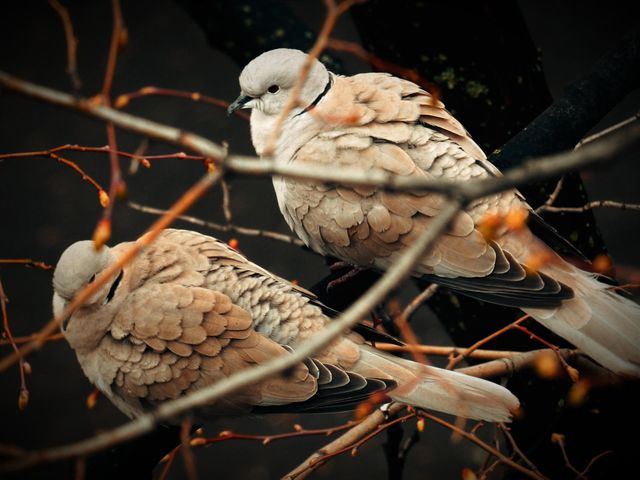 Pigeons family