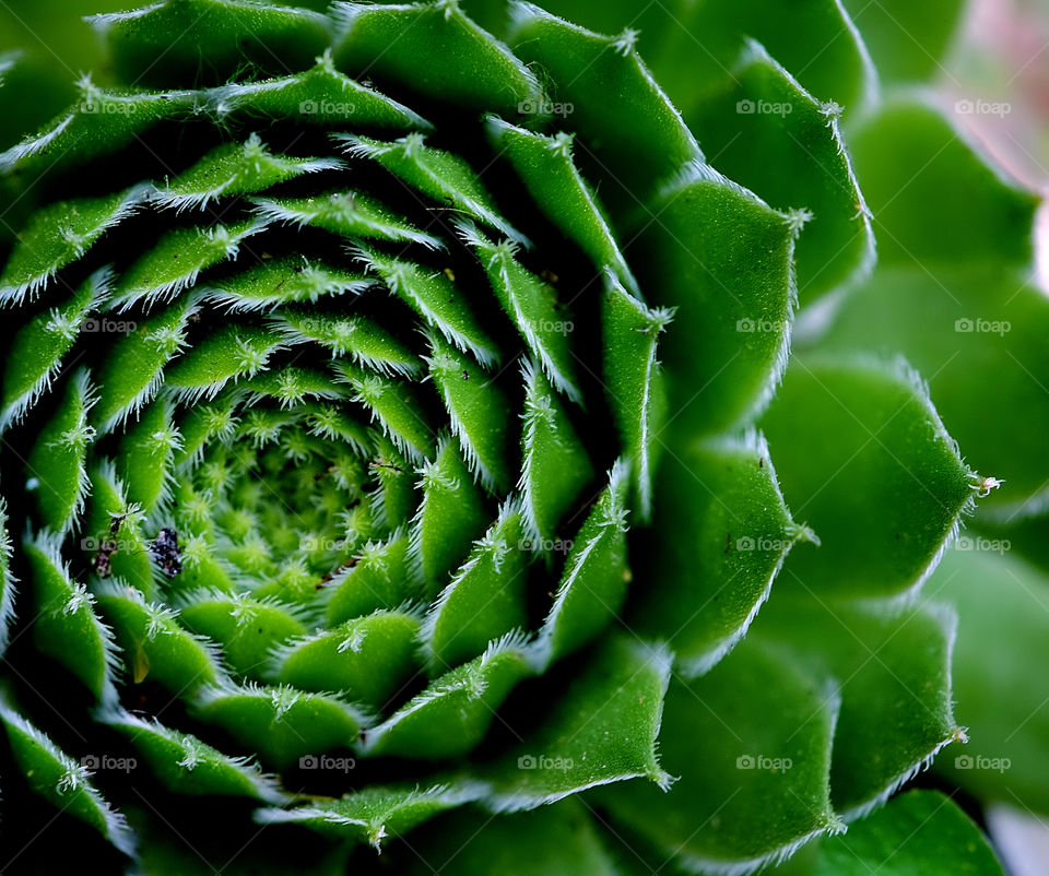 Close up of a garden cactus