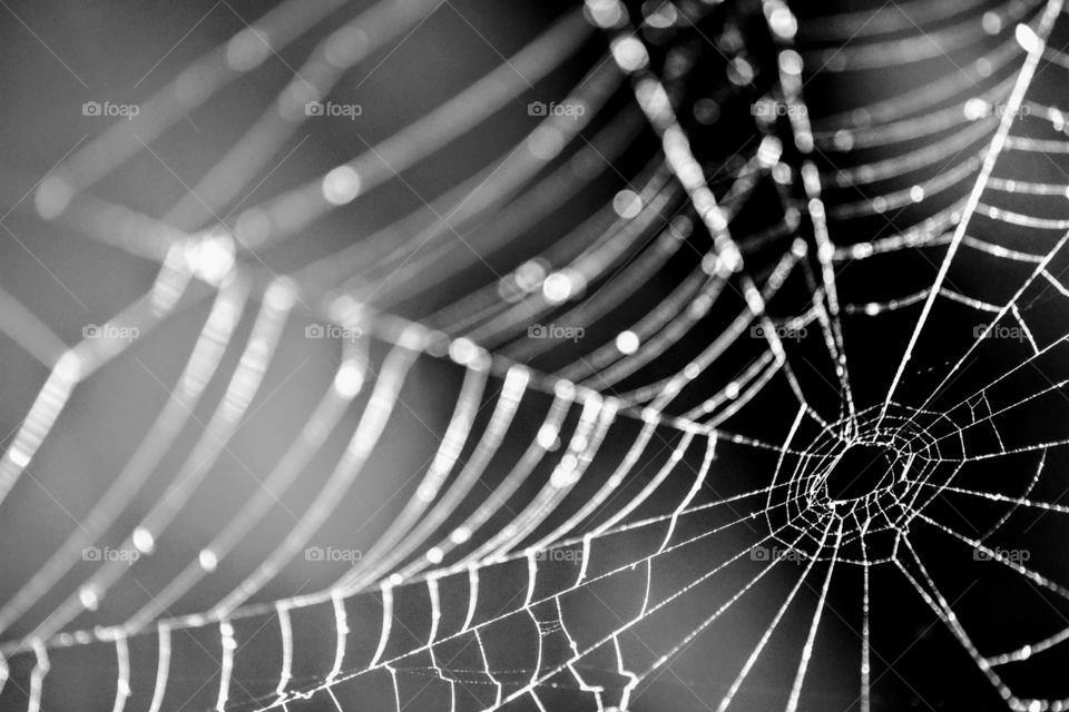 spider web monochrome