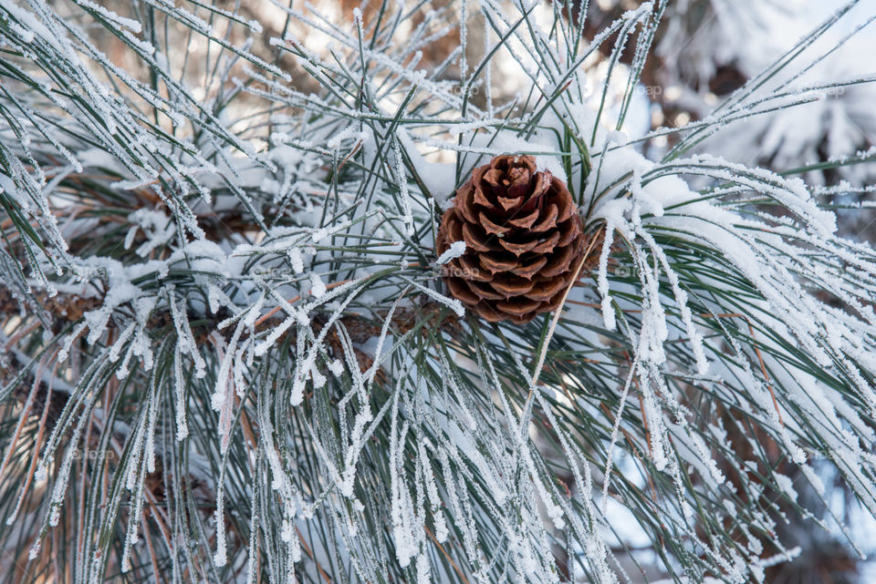 Frosted Needles surround Pine Cone in Tree