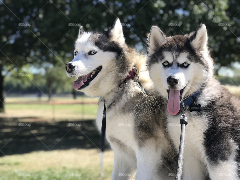 Two huskies smiling at the camera