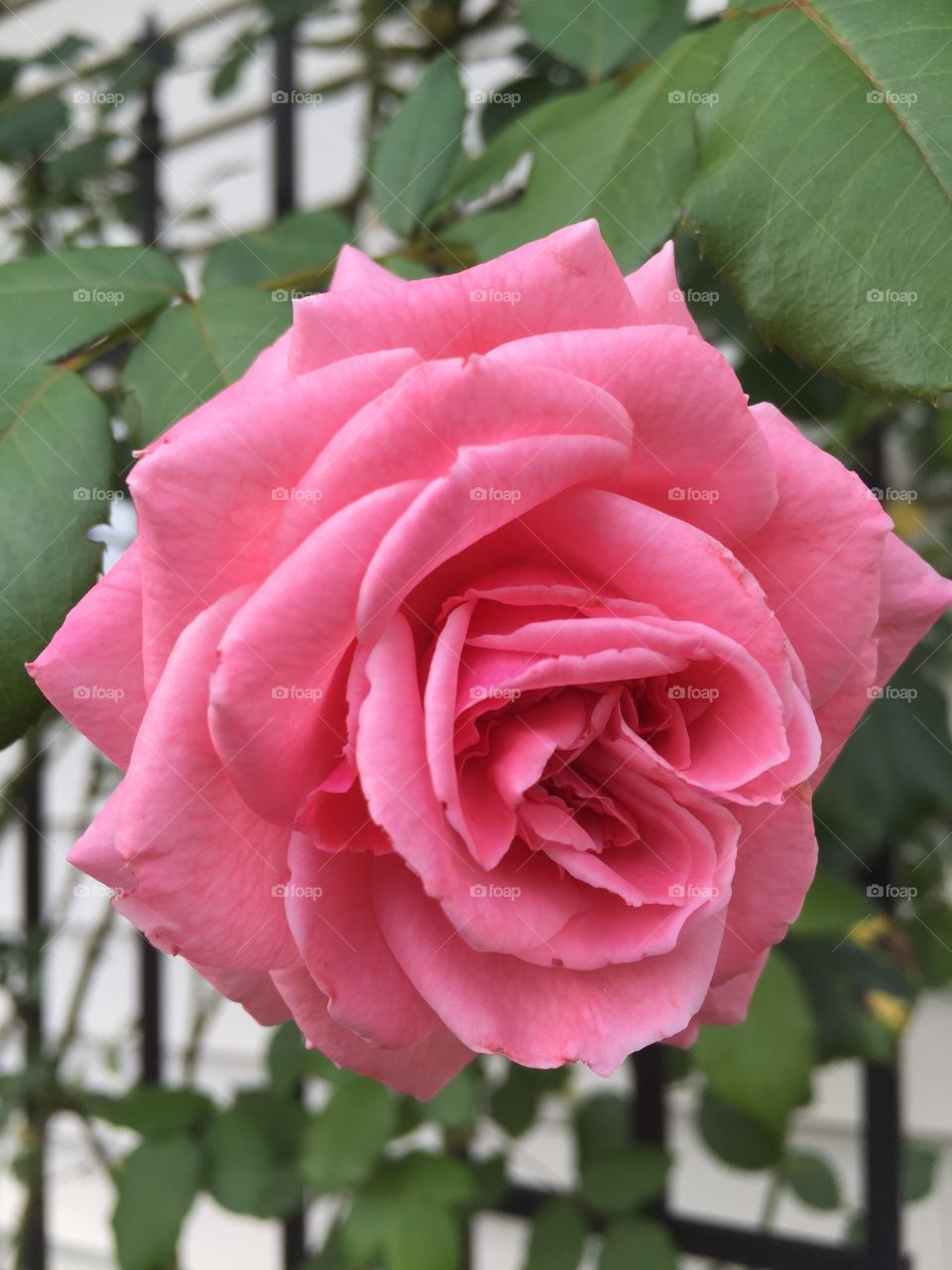 Rose. Pink rose