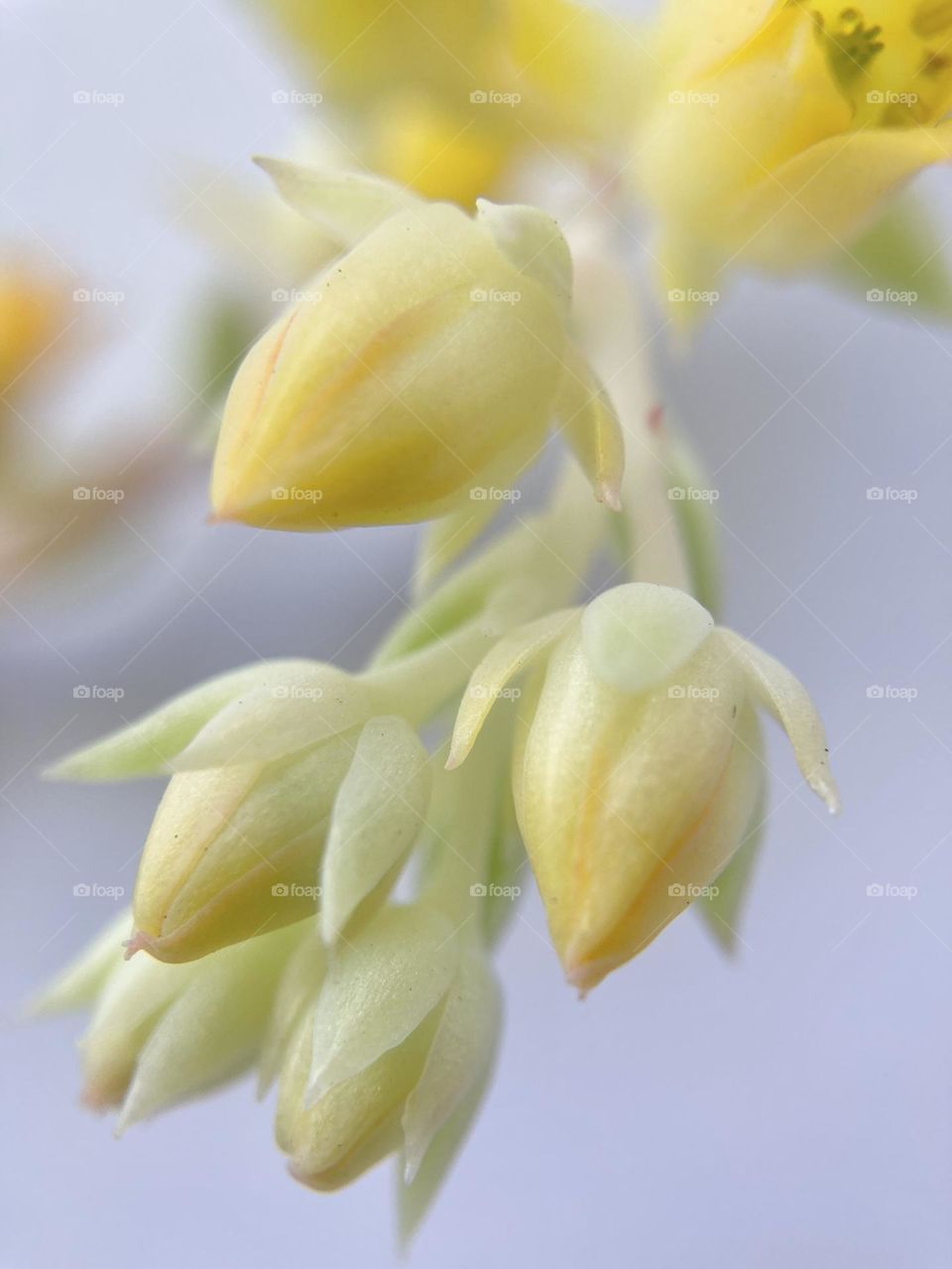 Natural backgrounds, yellow flowers of a succulent