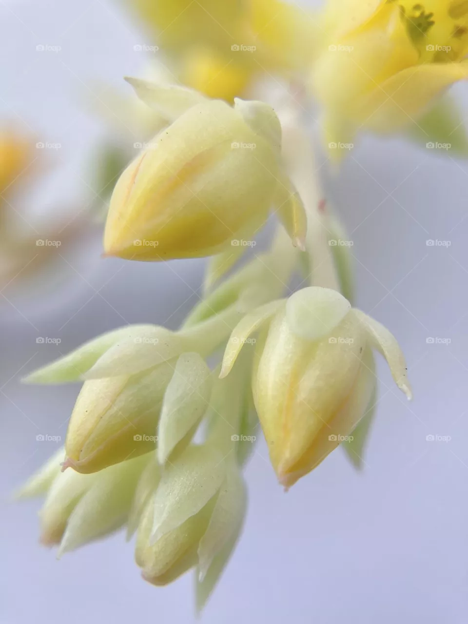 Natural backgrounds, yellow flowers of a succulent