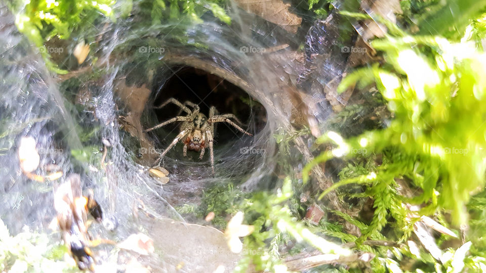 spaider and spider burrow. Паук в паучьей норе