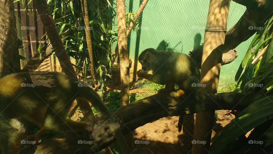 Macaco