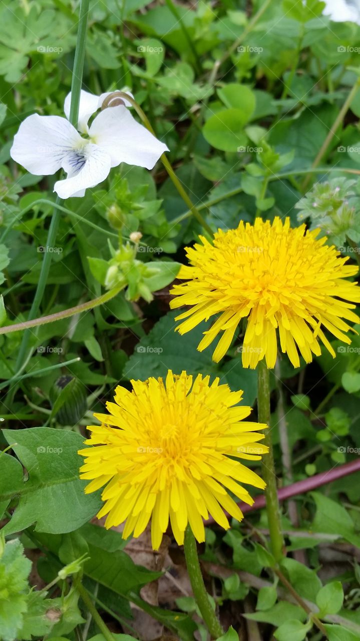 yellow flowers. overcast spring day