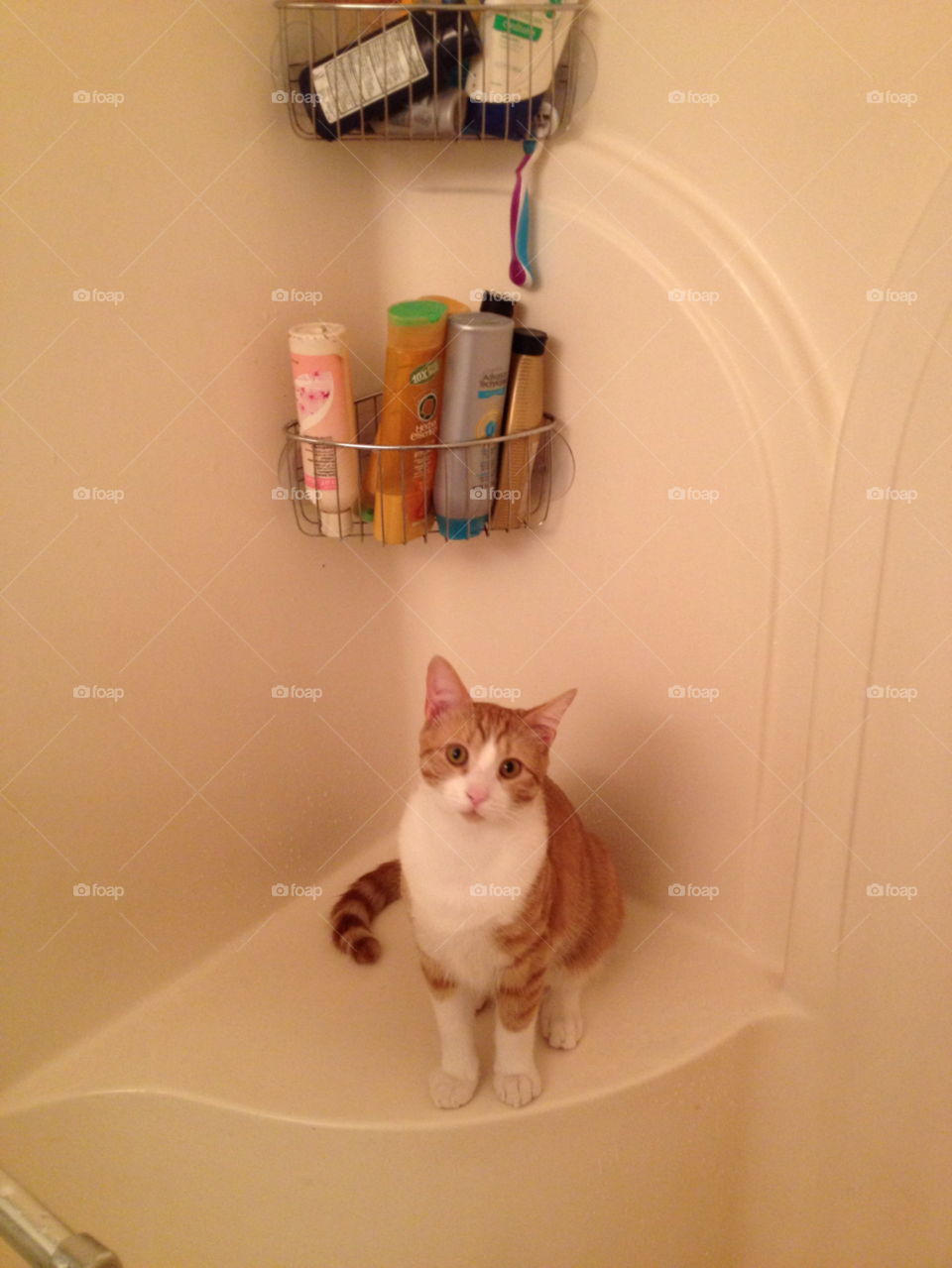 cats shower bathroom by sarahrutherford