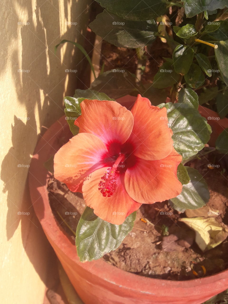 beautiful hibiscus flowers