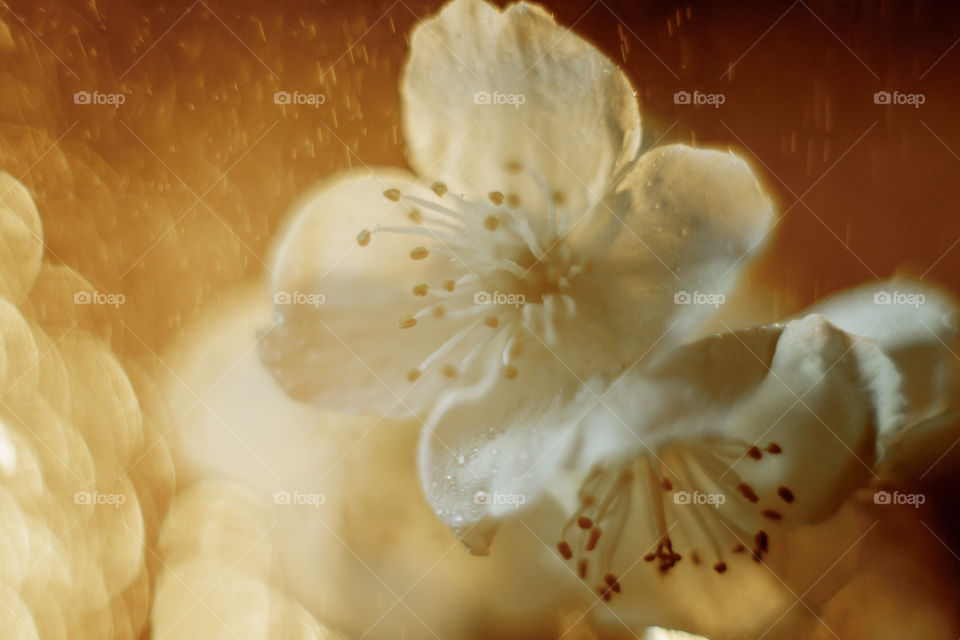 Jasmine close up in bokeh 