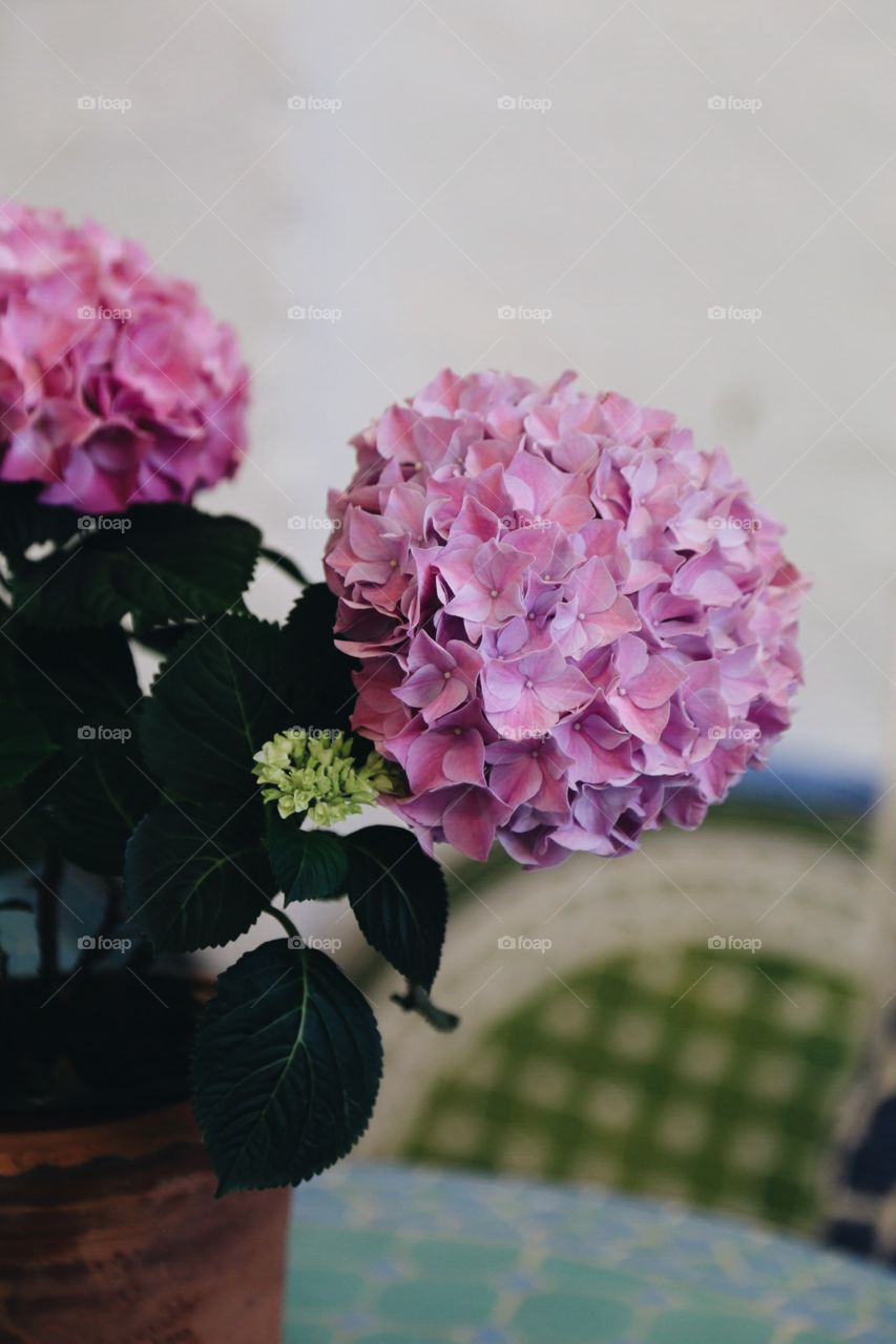 Hortensia