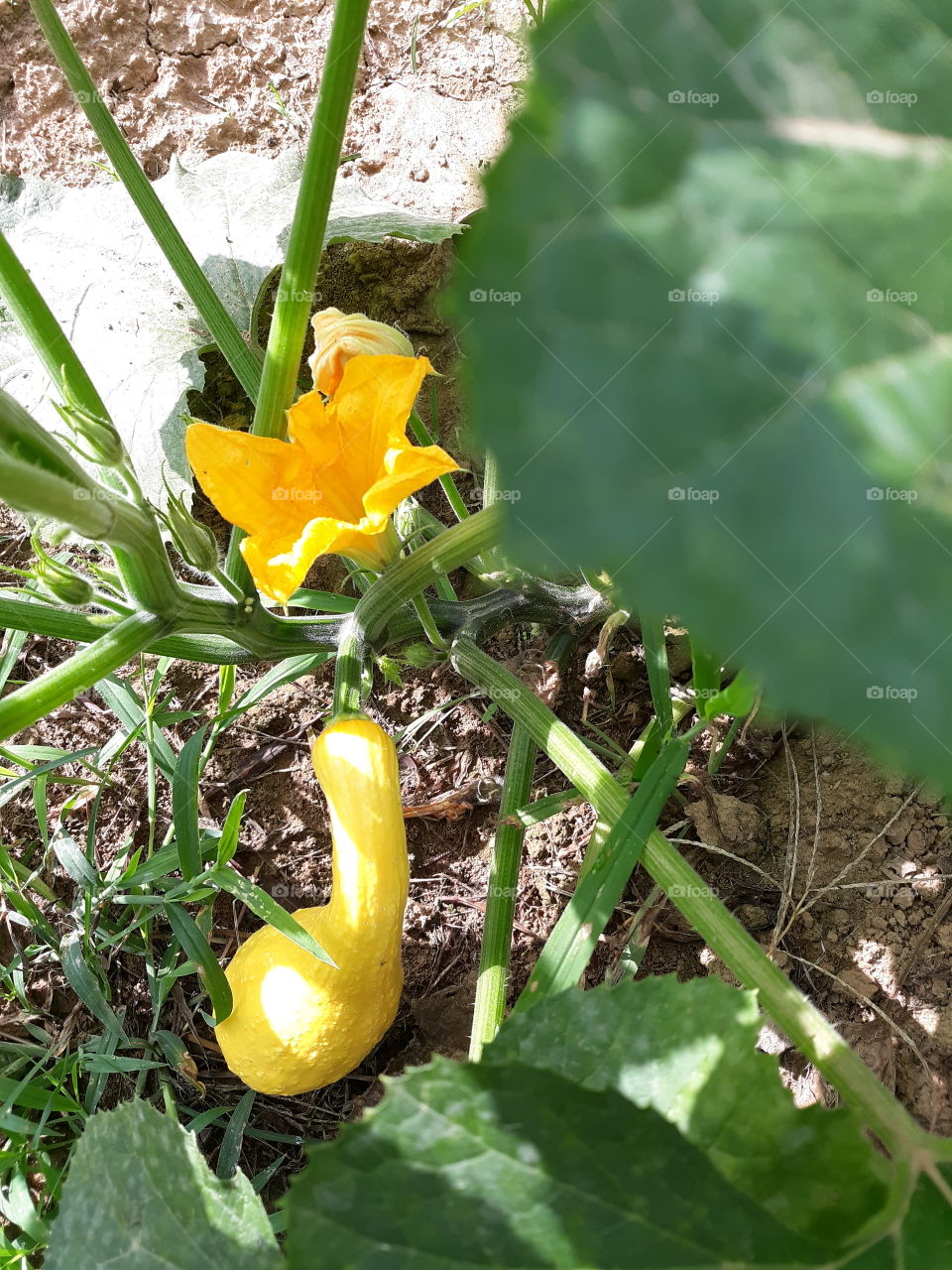 Summer squash plant with a squash ready to pick and a bloom