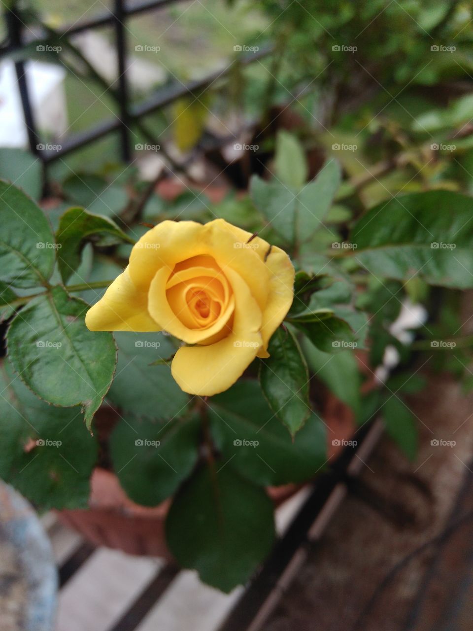 lovely yellow rose