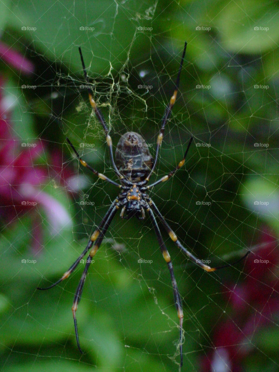 black web legs spider by kshapley