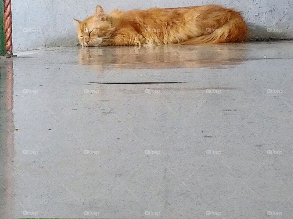 Sleeping cat