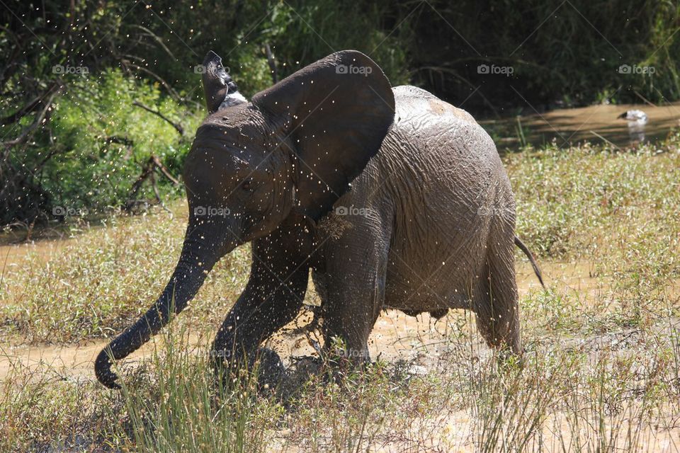 Elephant dash