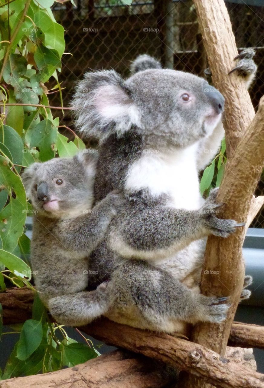 Koalas and joey in an australia zoo