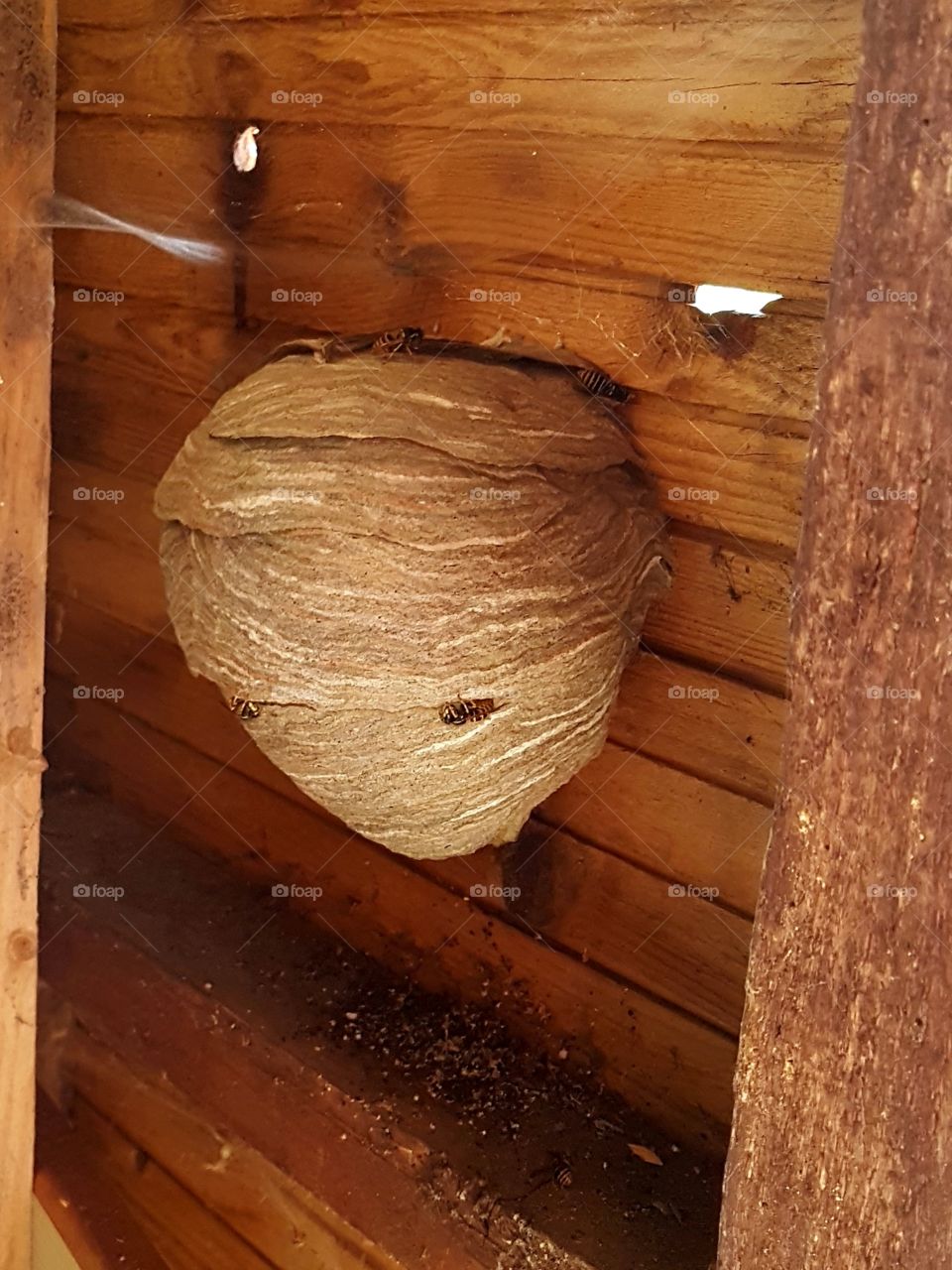 Wespen Nest