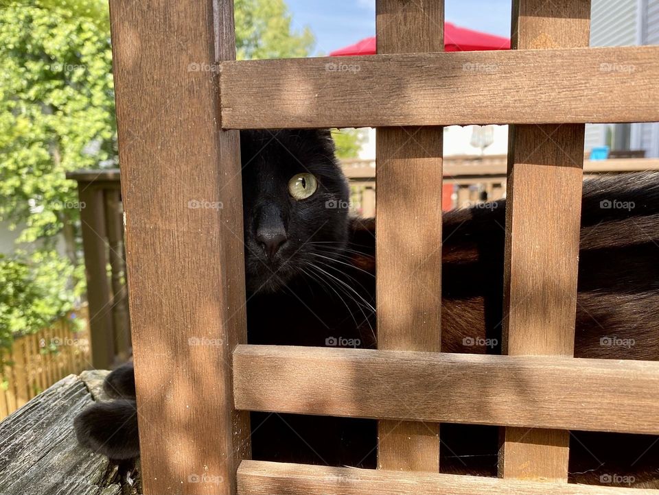 A black cat sitting on a deck railing and peering thru the slats in a trellis