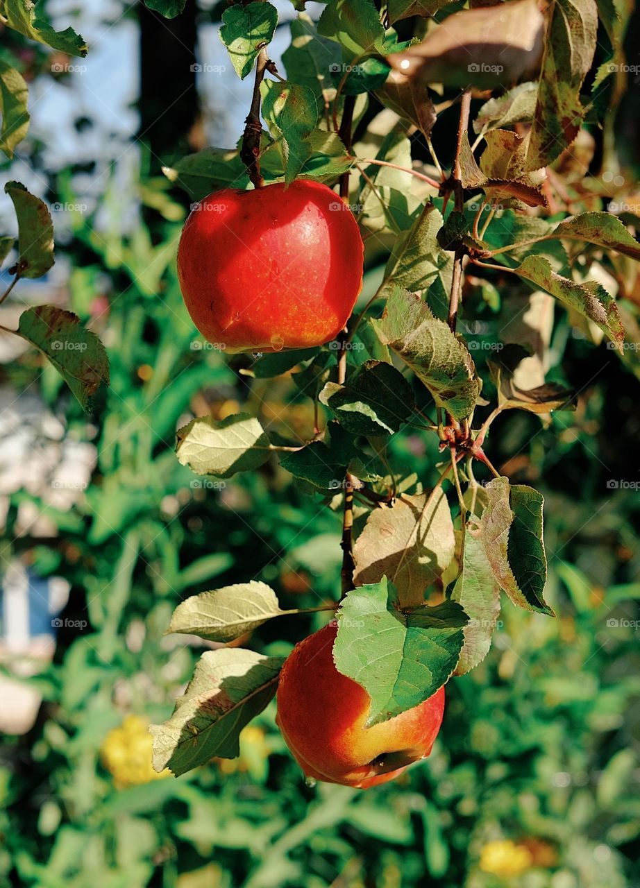 Red apples on a branch after the rain