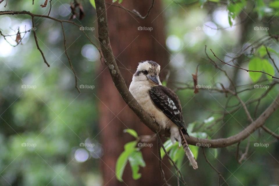 Kookaburra on branch