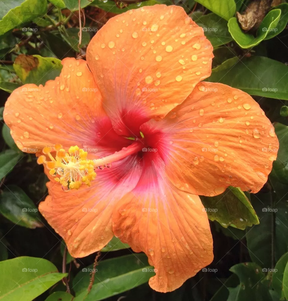 hibiscus 