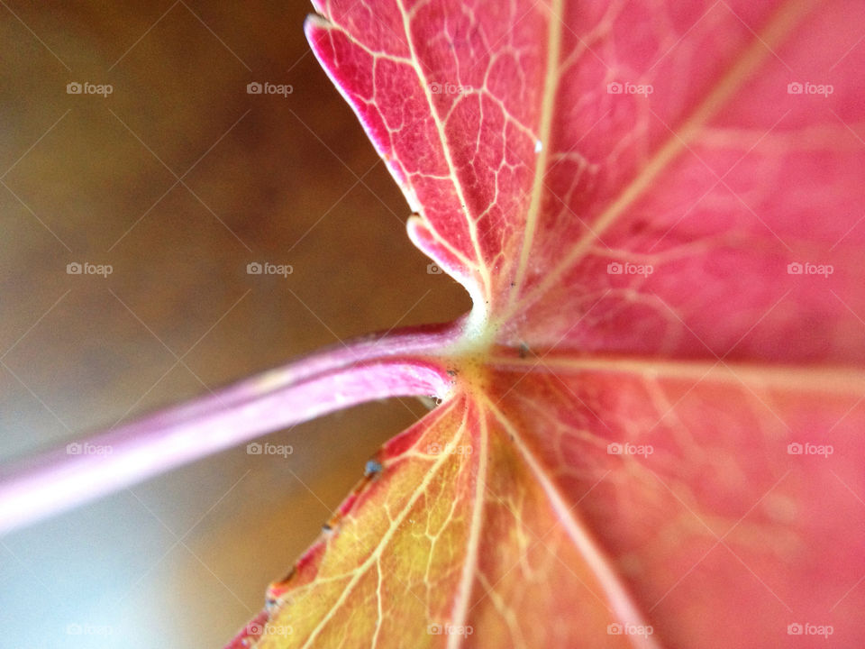 Leaf shot from above