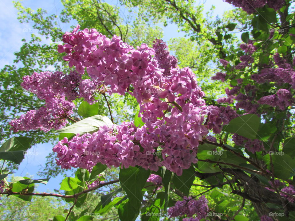 Lilac blooms