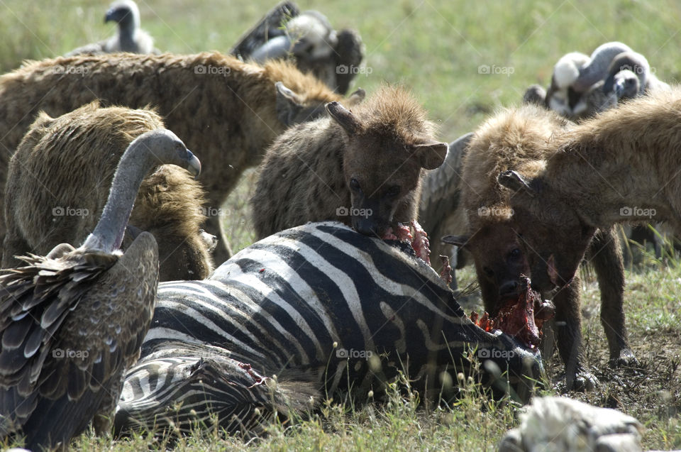 Hyenas eat the dead zebra, just before the lions have eaten and killed it. Serengeti National Park in Tanzania.