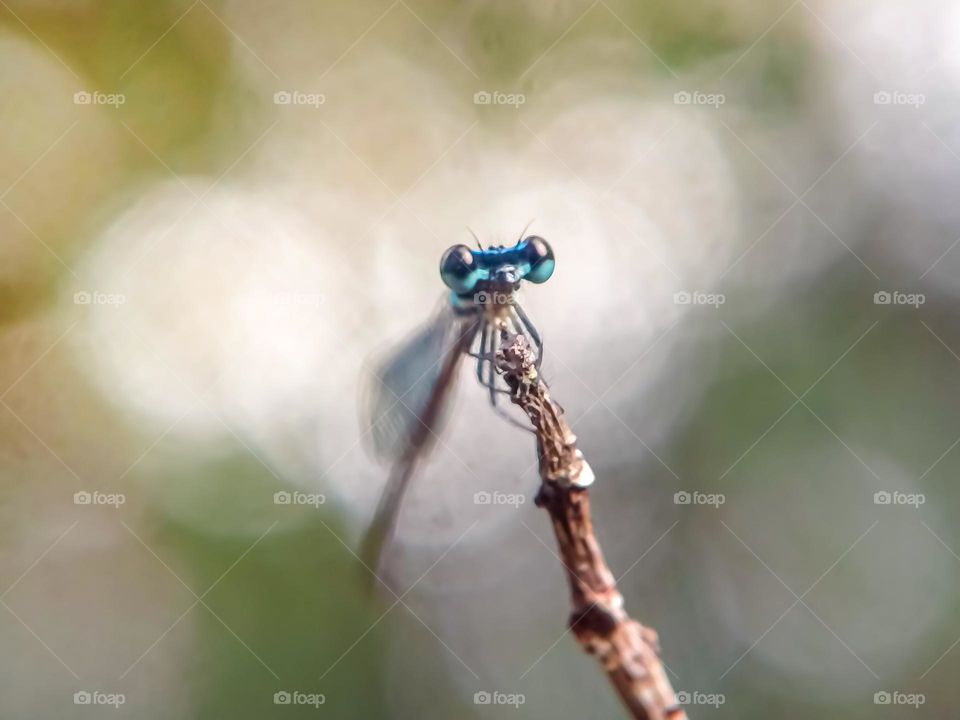 Dragonfly face closeup.