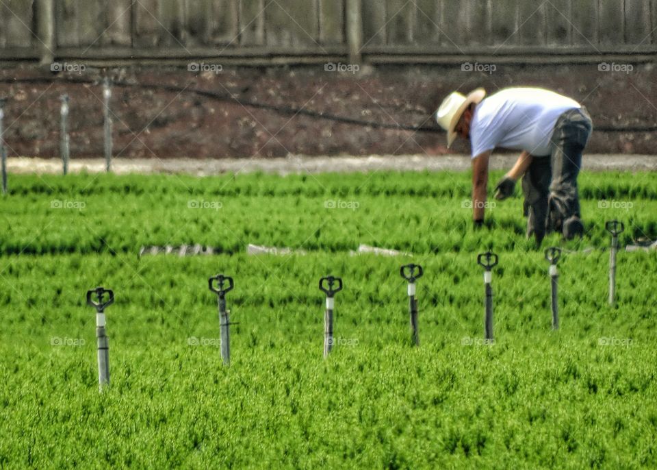 Harvesting An Organic Garden