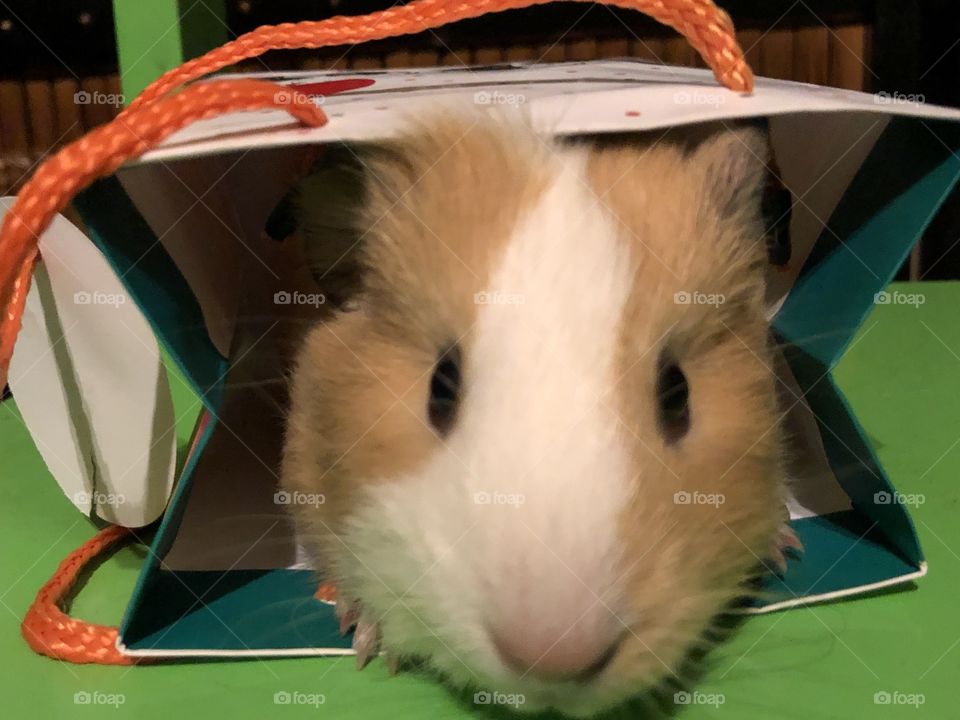 Honey the guinea pig