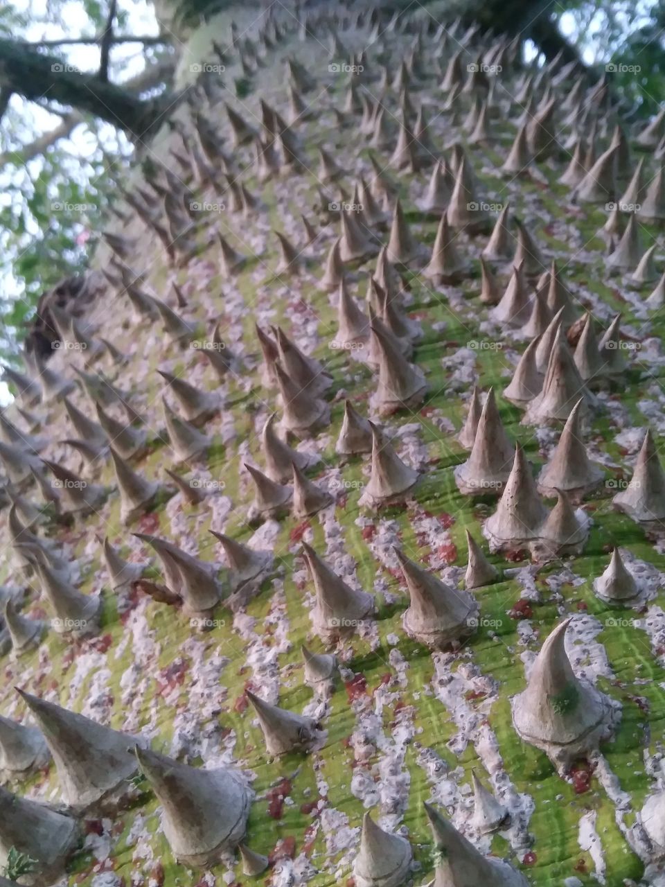 The protective spikes of a silk floss tree help ward off predators and humans alike.