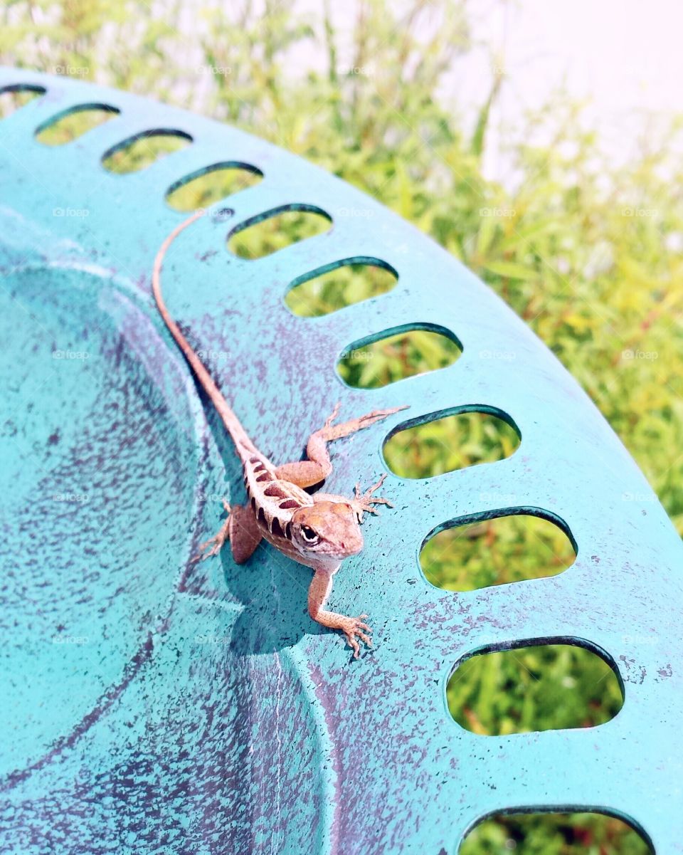 Lizard on birdbath