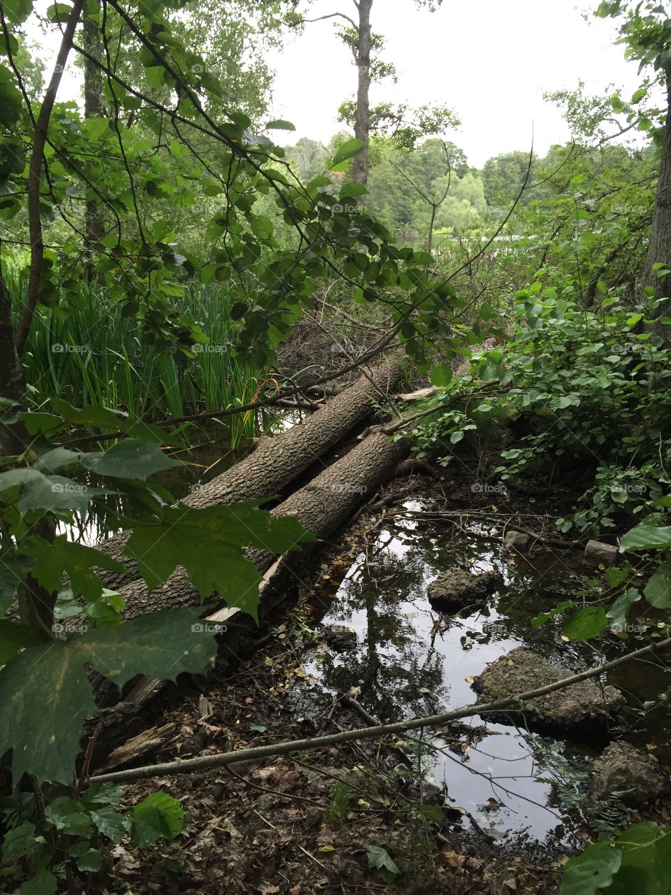 Tree in the water 