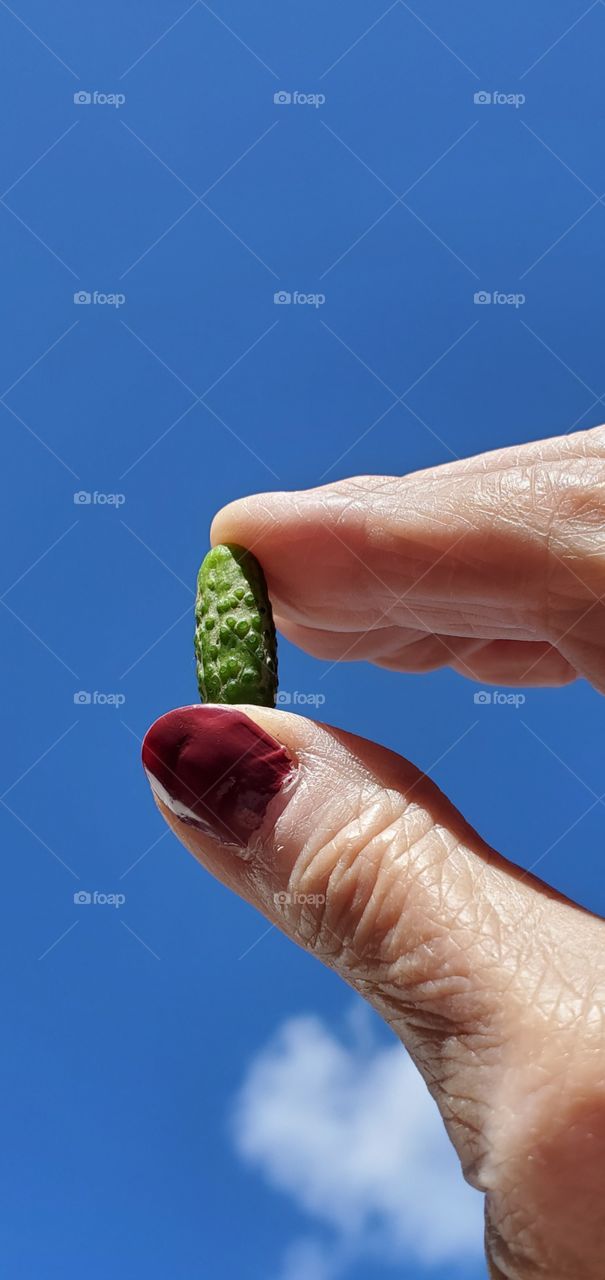 Very small cucumber held up against the blue sky, sun shining on womens hand & tiny cucumber. Looking up.