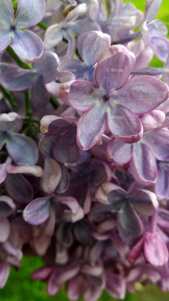 spring lilacs