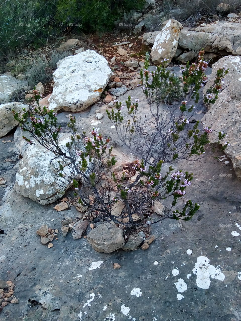 Plant on the rock