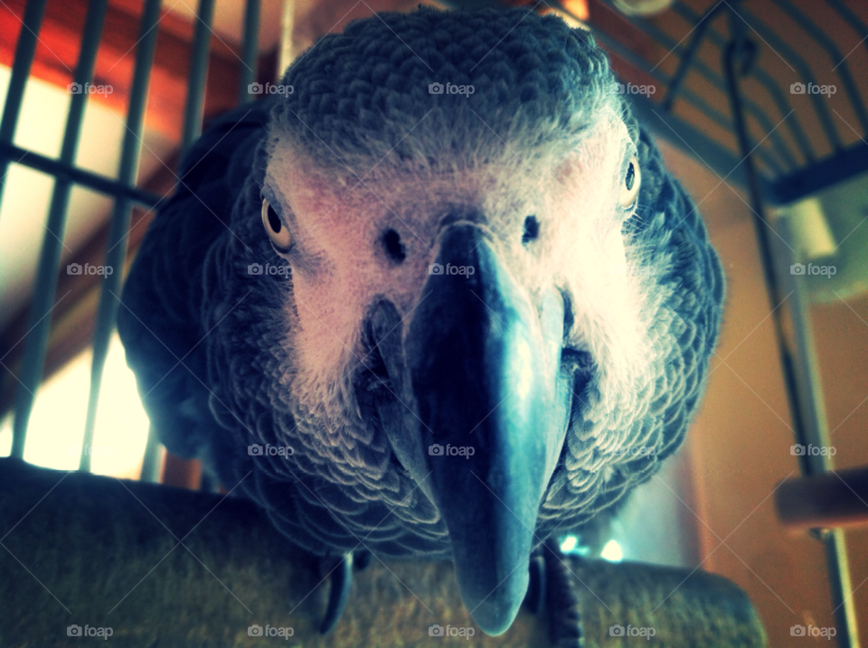 animal bird pet angry by ohmygoditsxavier