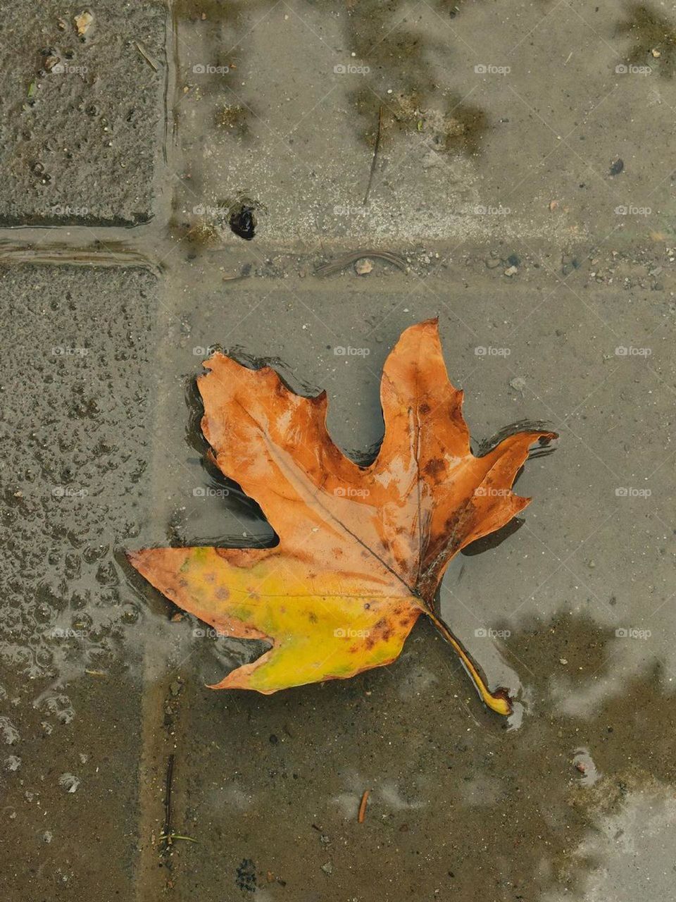 Leaves are falling down in Fall... Like they are falling in love with the ground..