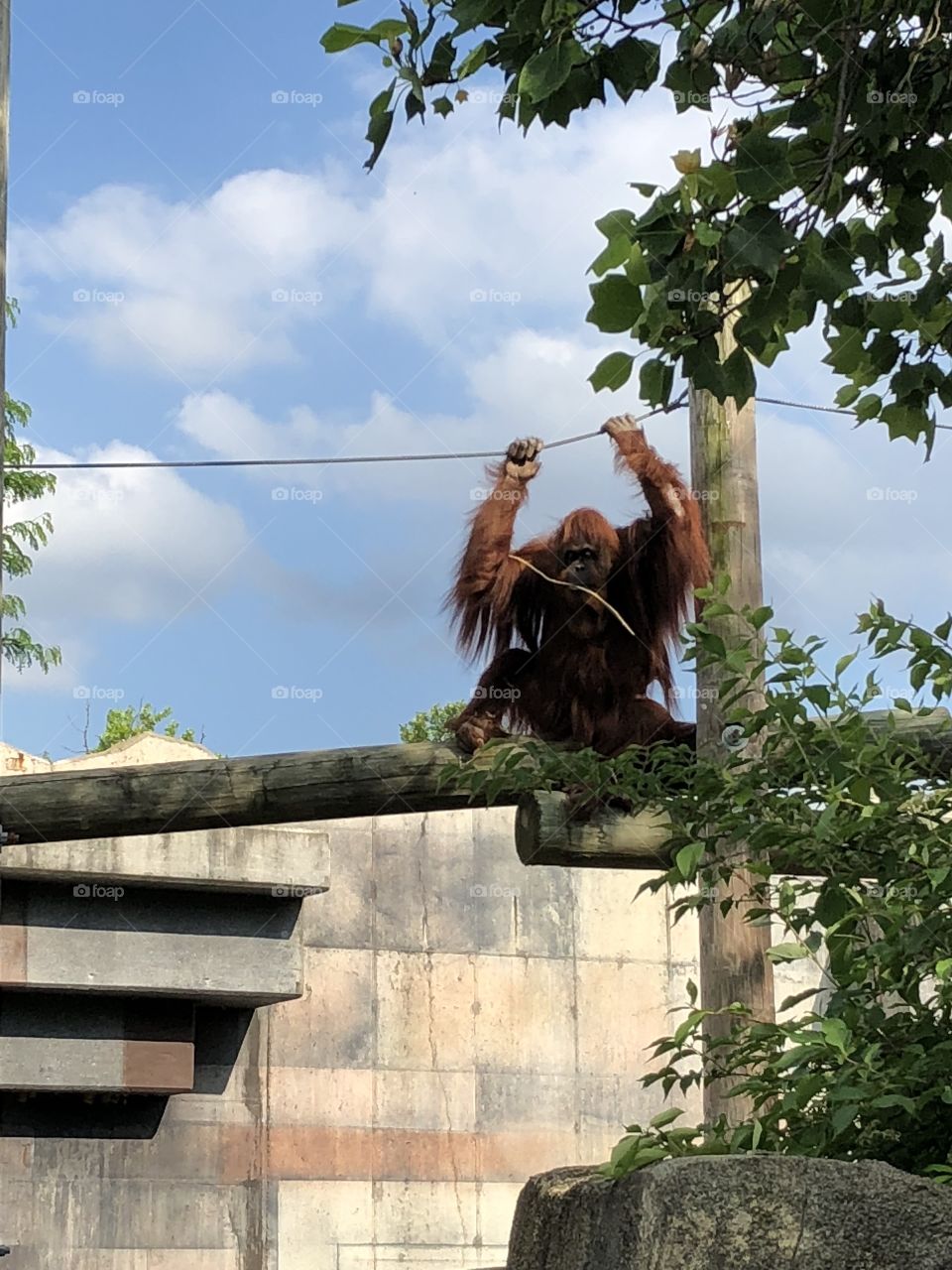 Orangutan in Columbus 