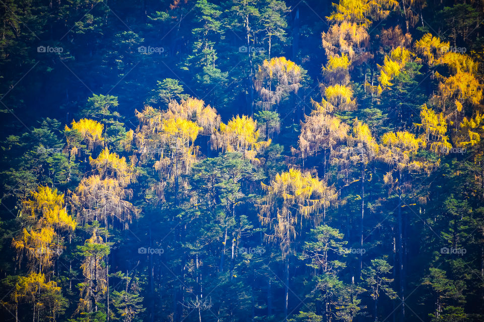 Selective Focus: Beautiful Rhododendron tree and yellow leaves on blue forest background. Yumthang Valley or Sikkim Valley of Flowers sanctuary, India