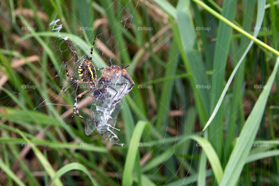 Female spider (Argiope bruennichi) eats hunted dragonfly.