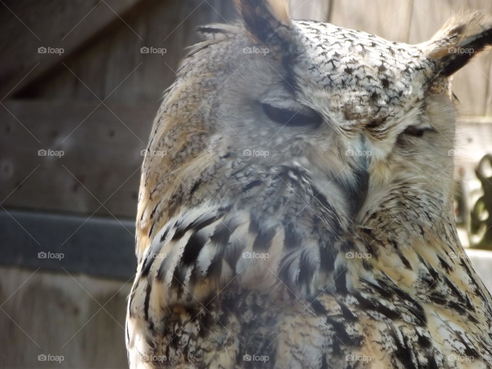 Tawny Owl