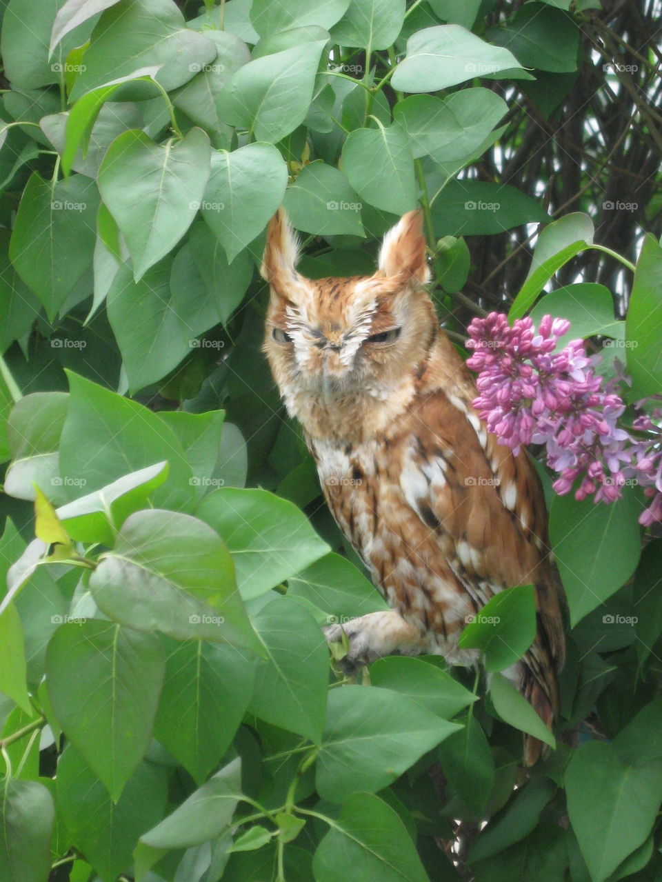 owl facing forward