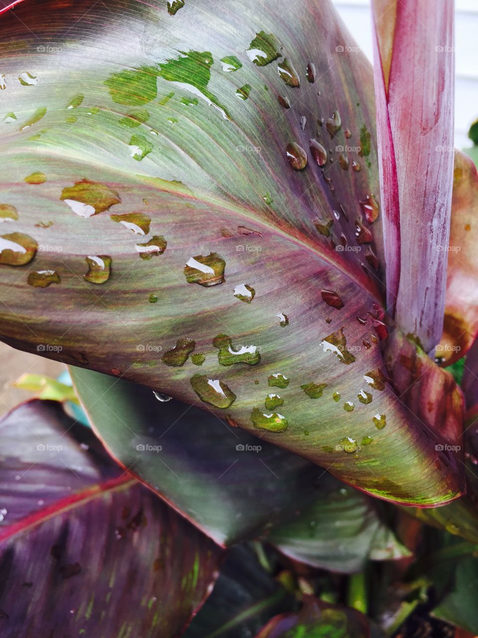Close up tropical plant