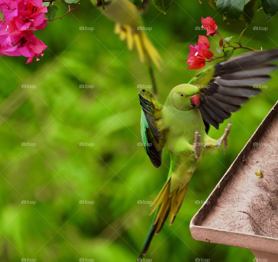 Stunning Indian Ringneck coming in for a landing!