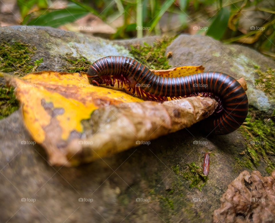 giant millipede